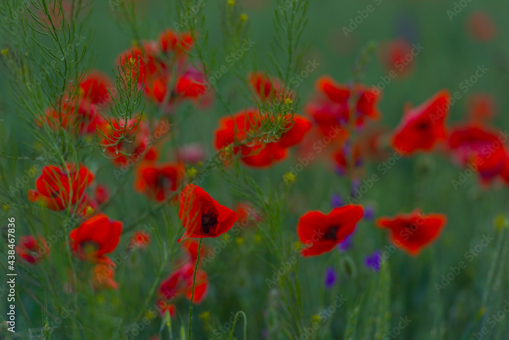 Fototapeta premium red poppies in a field among green grass