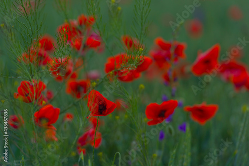 Fototapeta Naklejka Na Ścianę i Meble -  red poppies in a field among green grass