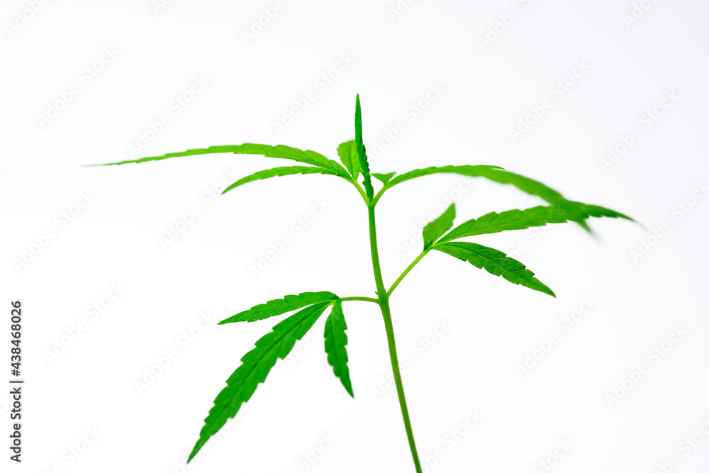 Growing cannabis, Marijuana green herb leaves.soft focus.