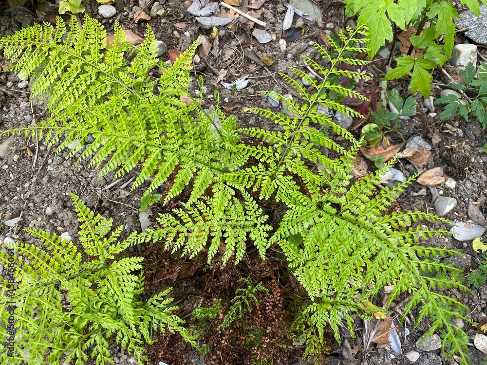 Upside-down Fern (Arachniodes standishii) or Upside-down Fern (The Botanical Garden of the University of Zurich, Switzerland) Upside-down Fern (Arachniodes standishii) or Upside-down Fern (The Botanical Garden of the University of Zurich, Switzerland)