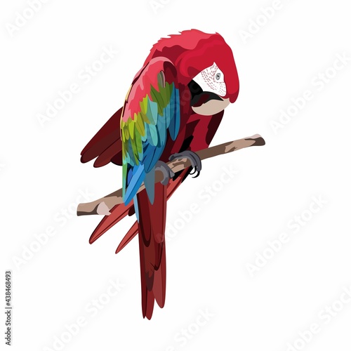 Realistic  beautiful exotic tropical bird: red macaw, parrot bird isolated on white background.