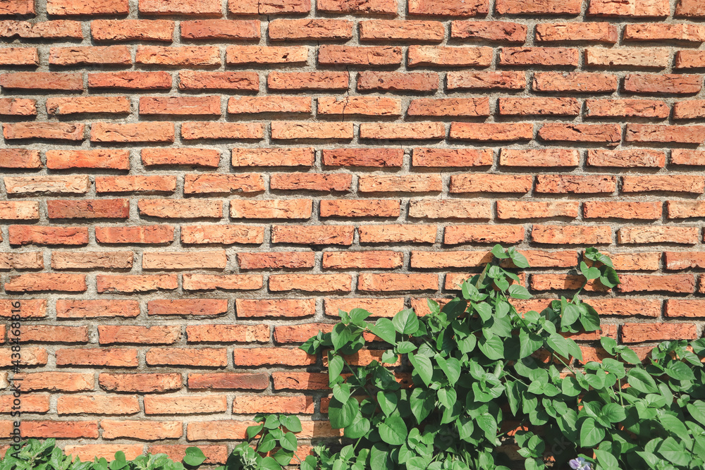 The red brick wall is not plastered and decorated with ivy. The red brick wall is not plastered and decorated with ivy.