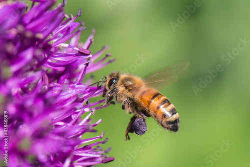Flying Bee with full pollen sac on allium flower