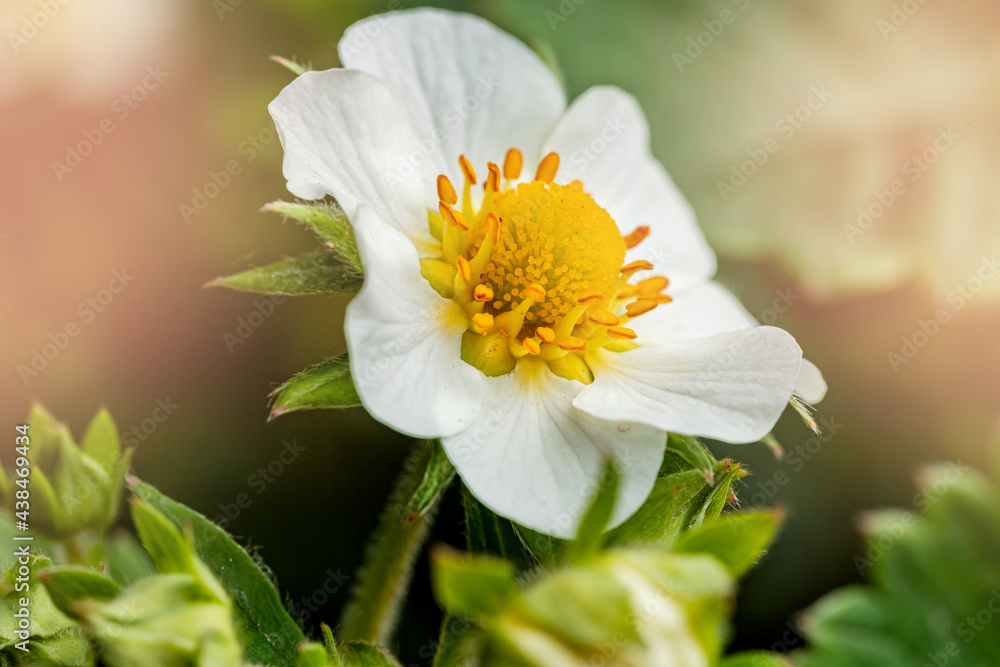 Green strawberry leaf with blossom on background garden sun light Green strawberry leaf with blossom on background garden sun light
