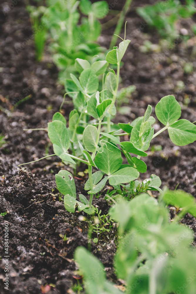 Obraz premium Microgreens, sprouts of green peas grow in the open field. Copy space
