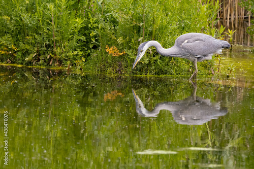 Heron Stalking Prey