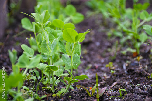 Microgreens, sprouts of green peas grow in the open field. Copy space