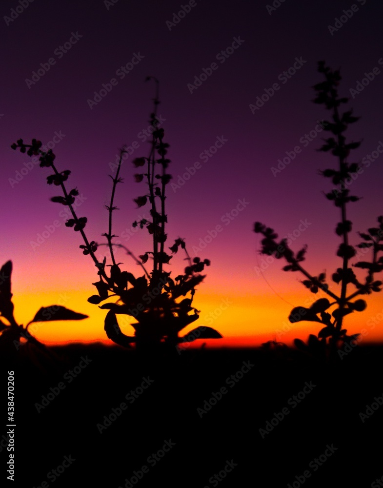 silhouette of a plant