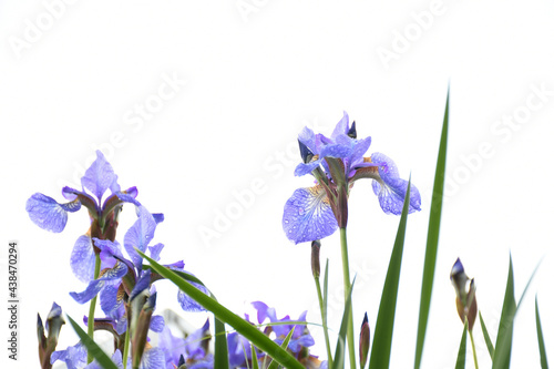 Fototapeta Naklejka Na Ścianę i Meble -  Blue flowers Iris versicolor beautifully blooming in the garden