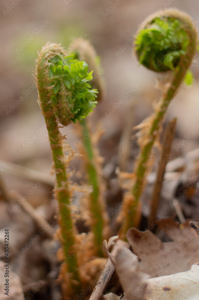 Blurred image of sprouting young fern against the background of the forest. Blurred image of sprouting young fern against the background of the forest.
