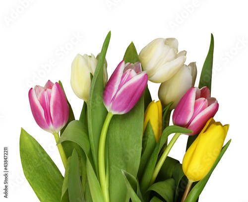 Colorful tulip flowers in a...