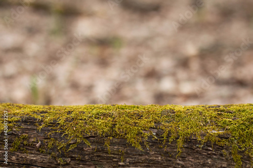 In the foreground is a moss log, in the background is a blurred image of a forest with space for writing text. © Iryna