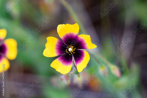 Tuberaria guttata, the spotted rock-rose or annual rock-rose, is an annual plant of the Mediterranean. The flowers are very variable with the characteristic spot. photo