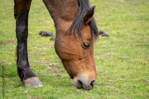 horse eating grass © Gareth