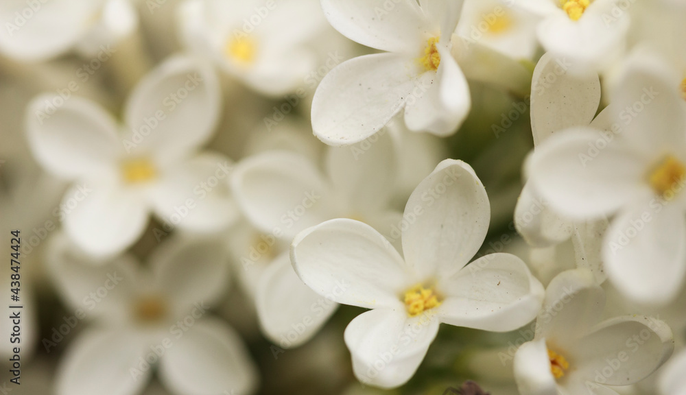 White Lilac flower background.  Macro , organic natural texture.  Lilac blooms , floral background.