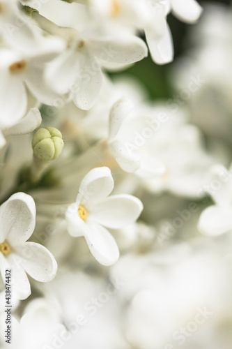 White Lilac flower background. Macro , organic natural texture. Floral background for greeting cards and celebration