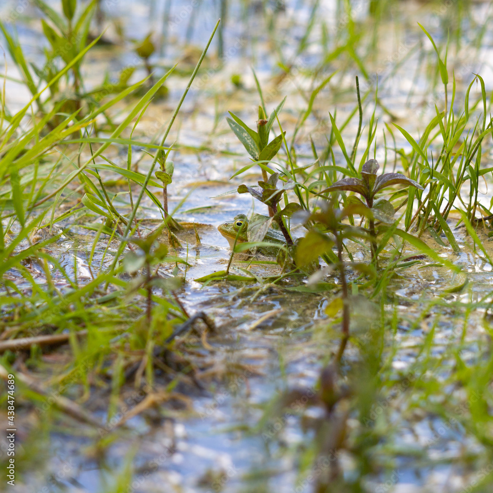 zielona żaba wiosną w jeziorze pośród roślin wodnych - obrazy, fototapety, plakaty 