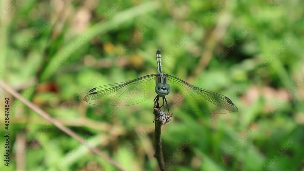 Close up of a southern hawker dragonfly that flies away and landing to the same tip of a little branch Close up of a southern hawker dragonfly that flies away and landing to the same tip of a little branch