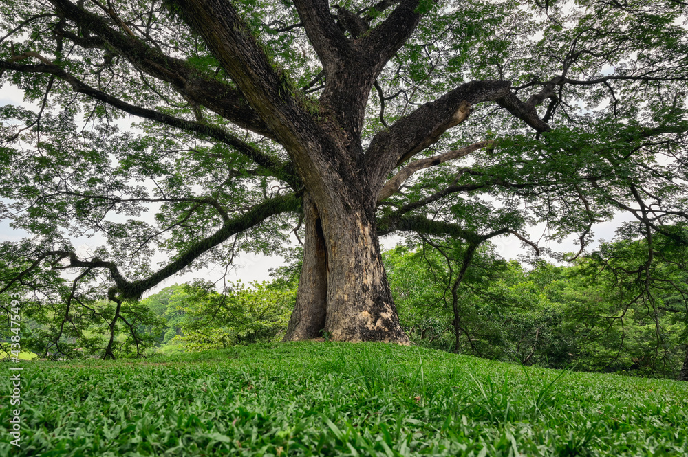Bottom up view point of elder tree , inspiration , calm , growth and strong concept Bottom up view point of elder tree , inspiration , calm , growth and strong concept