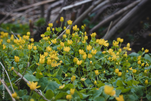 Ficaria verna bulbifera in floodplain forests. Yellow-green sea flower pilewort in the Odra river area in floodplain forests in eastern Czech Republic, europe photo