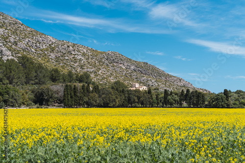 Beautiful meadow of yellow daisies Euryops pectinatus in the Sierra de Tramuntana  Palma de Mallorca  Spain