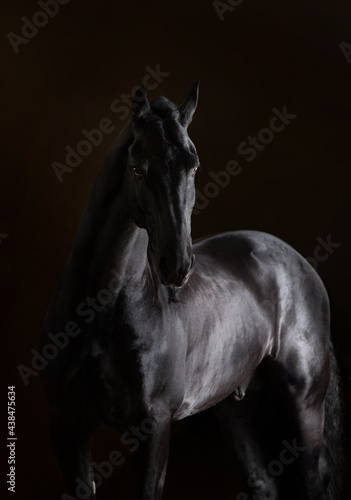 black horse © Tani
