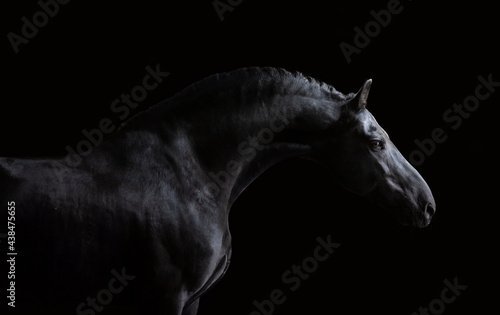 czarny koń na czarnym tle