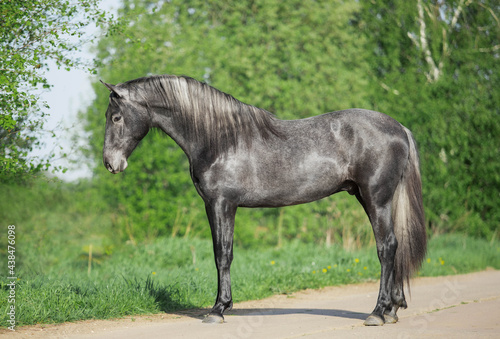horse in the field