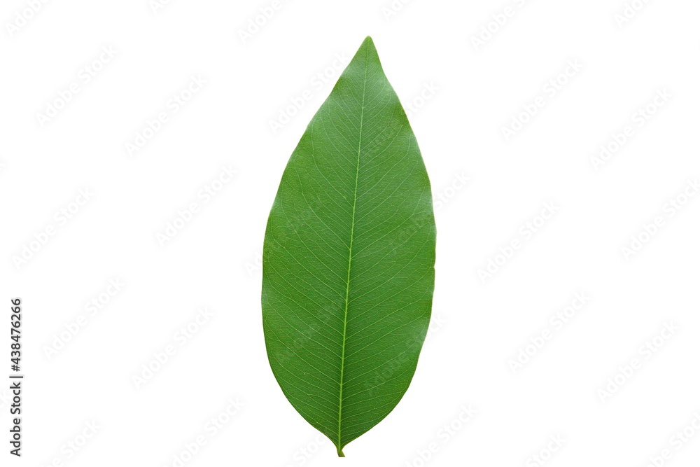 Obraz premium Green leaf on white background with copy space.