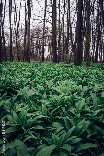 green sea herb Allium ursinum  known as wild garlic  wild cowleek  ramsons  buckrams around the Odra River in eastern Bohemia in central Europe. Moist woodland. awakening from hibernation