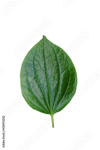 Green  leaf  on  white  background  with  copy  space.