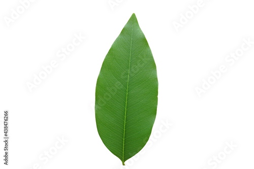 Green  leaf  on  white  background  with  copy  space.