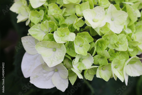 Hydrangea large-leaved Bright blooming in summer
