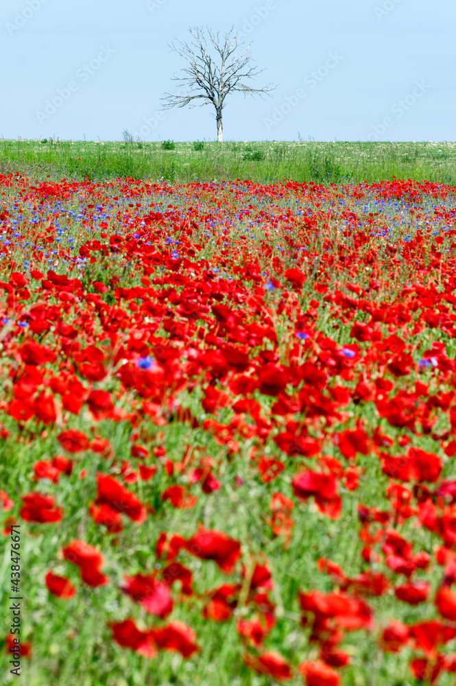 Poppies field in the French Vexin regional nature park