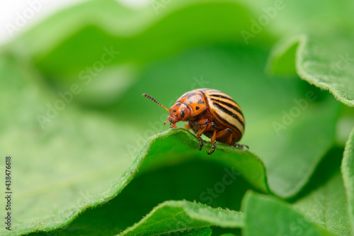 One adult Colorado potato beetle eats potato leaves Close-up macro. Farming, pest control