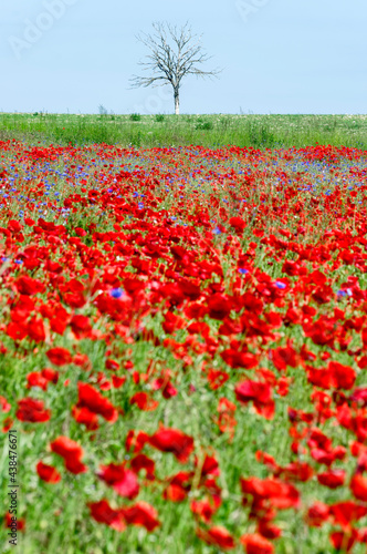 Poppies field in the French Vexin regional nature park