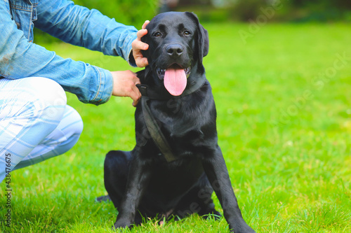 Black Labrador puppy on the grass with owner. happy dog sitting in the park