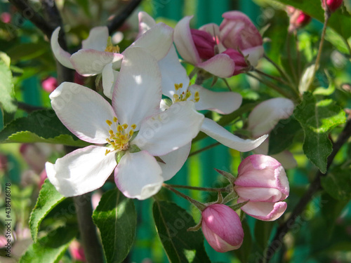 young apple tree blooms in the garden with pink flowers