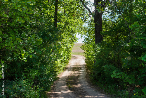 The road from the forest to the field