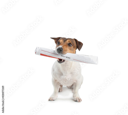 Cute dog with newspaper on ...