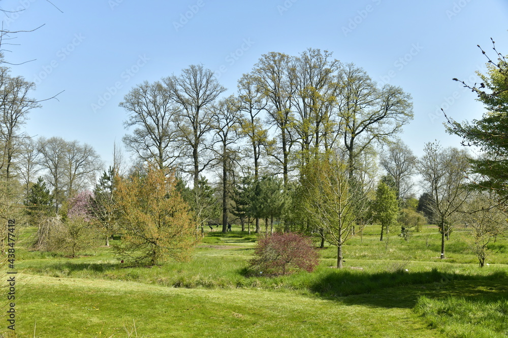 Pelouse garnie de variété d'arbres rares à l'arboretum de Wespelaar en Brabant Flamand Pelouse garnie de variété d'arbres rares à l'arboretum de Wespelaar en Brabant Flamand
