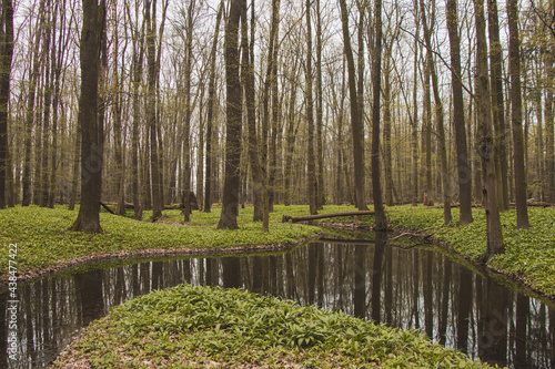 Untouched nature around the Odra River in the Czech Republic. The curve of the river surrounded by a green sea of healthy herbs Allium ursinum or wild cowleek, ramsons photo