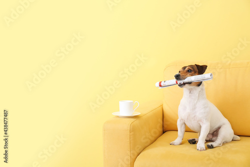 Cute dog with newspaper on sofa near color wall