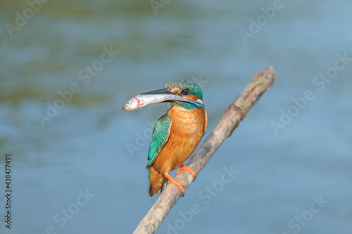 Kingfisher with a fish in its beak, in the Danube Delta, Romania photo
