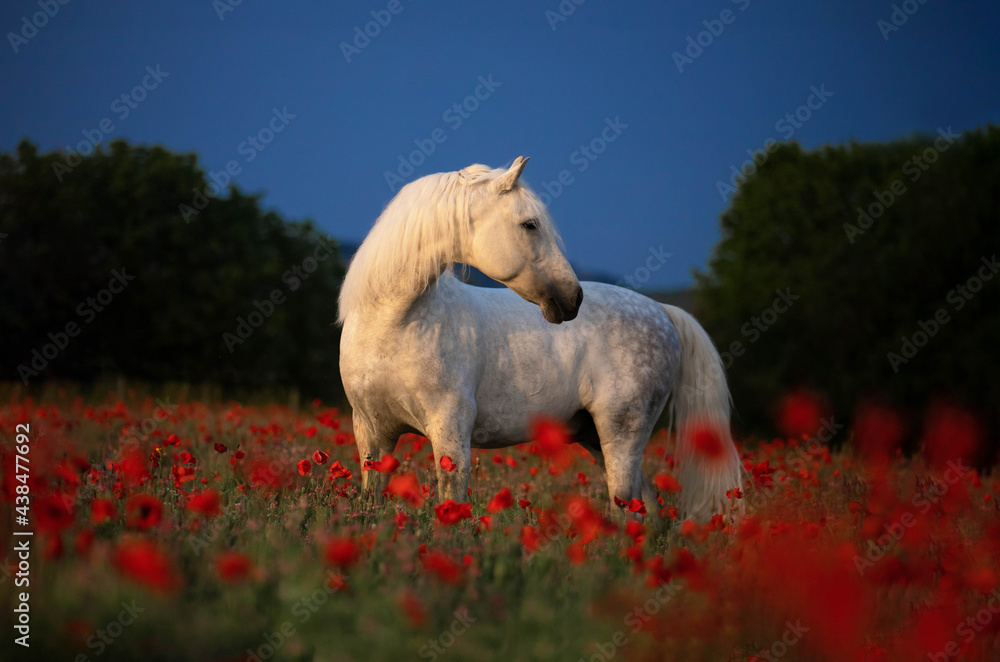 Fototapeta premium white horse in the field