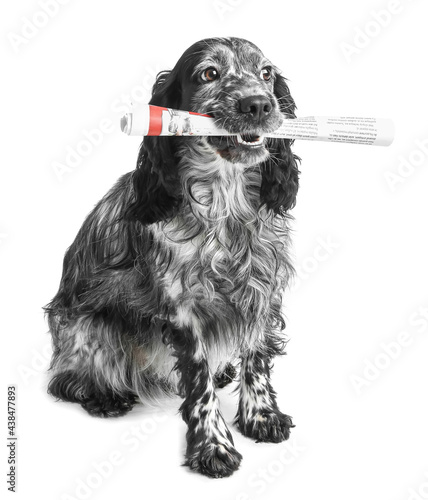 Cute dog with newspaper on ...