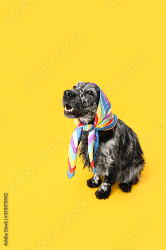 Wallpaper Mural Cute dog in scarf on color background Torontodigital.ca