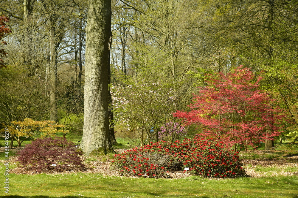 Bosquet de fleurs rouges à l'arboretum de Wespelaar