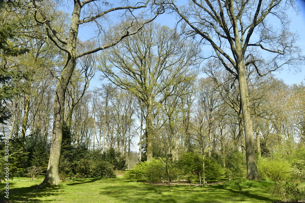 La nature luxuriante au début du printemps à l'arboretum de Wespelaar La nature luxuriante au début du printemps à l'arboretum de Wespelaar