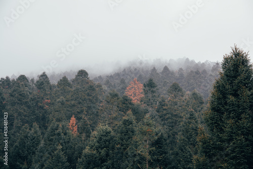 Forest of coniferous trees  with mist  details of branches and moss  drops of water on the leaves and rain